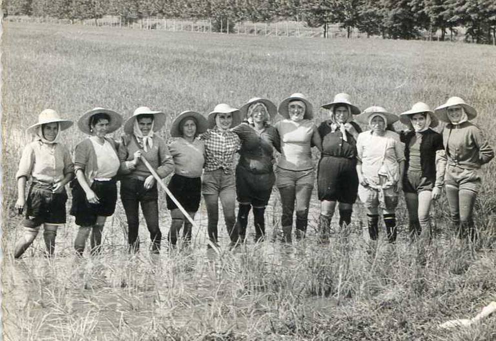Mondine, ouvrières saisonnières dans la riziculture, nord de l'Italie, ca 1950.